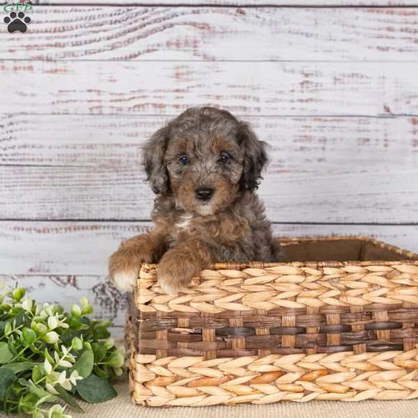 Alaine, Miniature Poodle Mix Puppy